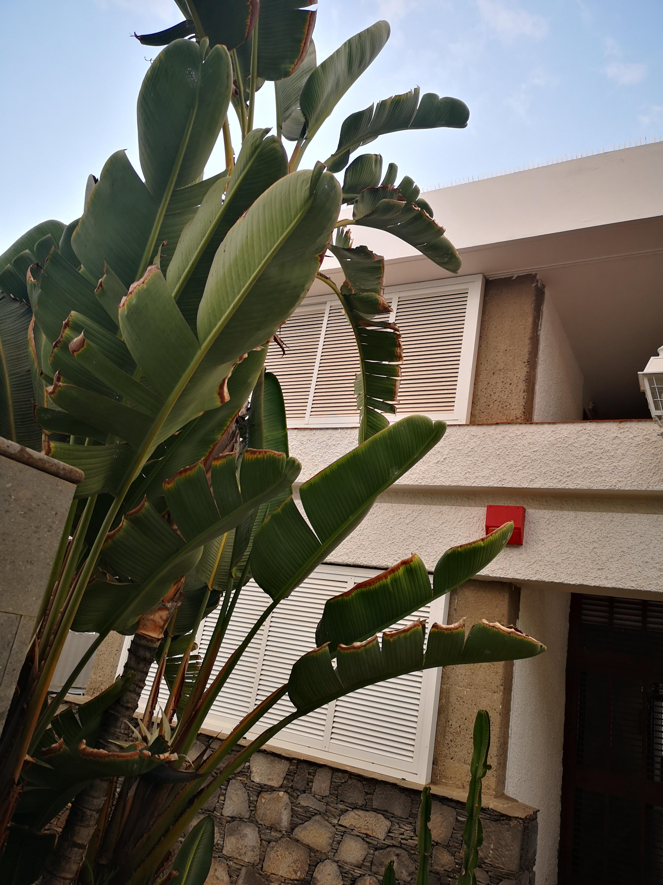 Apartamentos Tamara Maspalomas  Eksteriør billede